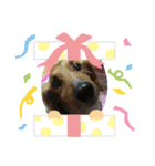 愛犬たぬき（個別スタンプ：4）