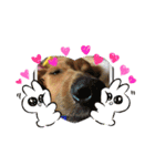 愛犬たぬき（個別スタンプ：5）