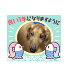 愛犬たぬき（個別スタンプ：6）