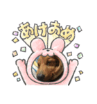 愛犬たぬき（個別スタンプ：7）