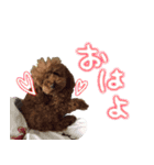 村岡さんちのココア（個別スタンプ：1）