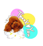 村岡さんちのココア（個別スタンプ：4）