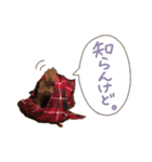 村岡さんちのココア（個別スタンプ：7）