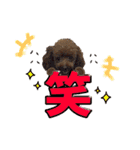 村岡さんちのココア（個別スタンプ：12）