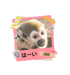 squirrel monkey Louis3（個別スタンプ：5）