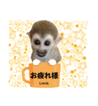 squirrel monkey Louis3（個別スタンプ：6）