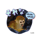 squirrel monkey Louis3（個別スタンプ：8）