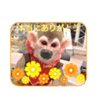 squirrel monkey Louis3（個別スタンプ：10）