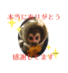 squirrel monkey Louis3（個別スタンプ：11）