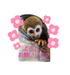 squirrel monkey Louis3（個別スタンプ：13）