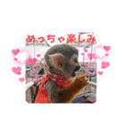 squirrel monkey Louis3（個別スタンプ：15）