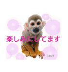 squirrel monkey Louis3（個別スタンプ：16）