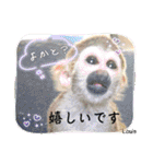 squirrel monkey Louis3（個別スタンプ：17）