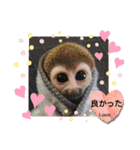 squirrel monkey Louis3（個別スタンプ：18）