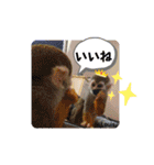 squirrel monkey Louis3（個別スタンプ：20）