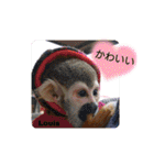 squirrel monkey Louis3（個別スタンプ：21）