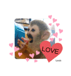 squirrel monkey Louis3（個別スタンプ：22）