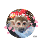 squirrel monkey Louis3（個別スタンプ：24）