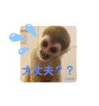 squirrel monkey Louis3（個別スタンプ：26）