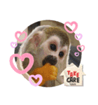 squirrel monkey Louis3（個別スタンプ：28）