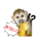 squirrel monkey Louis3（個別スタンプ：32）