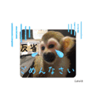 squirrel monkey Louis3（個別スタンプ：34）