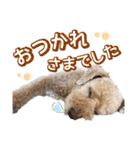 世界一のめんこちゃんたち（個別スタンプ：6）