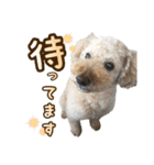 世界一のめんこちゃんたち（個別スタンプ：11）