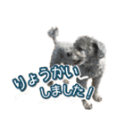 世界一のめんこちゃんたち（個別スタンプ：16）