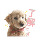 世界一のめんこちゃんたち（個別スタンプ：17）