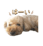 世界一のめんこちゃんたち（個別スタンプ：19）