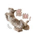 世界一のめんこちゃんたち（個別スタンプ：22）