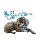 世界一のめんこちゃんたち（個別スタンプ：24）