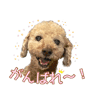 世界一のめんこちゃんたち（個別スタンプ：28）