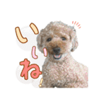 世界一のめんこちゃんたち（個別スタンプ：32）