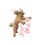 世界一のめんこちゃんたち（個別スタンプ：35）
