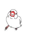 顔で語る白文鳥（個別スタンプ：2）