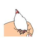顔で語る白文鳥（個別スタンプ：3）