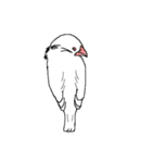 顔で語る白文鳥（個別スタンプ：4）