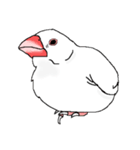 顔で語る白文鳥（個別スタンプ：7）