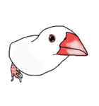 顔で語る白文鳥（個別スタンプ：8）