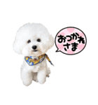 トイプードル にこちゃん＆ペコたん（個別スタンプ：2）