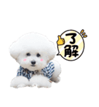 トイプードル にこちゃん＆ペコたん（個別スタンプ：6）