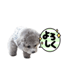 トイプードル にこちゃん＆ペコたん（個別スタンプ：8）