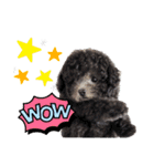トイプードル にこちゃん＆ペコたん（個別スタンプ：9）