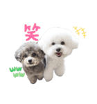 トイプードル にこちゃん＆ペコたん（個別スタンプ：10）