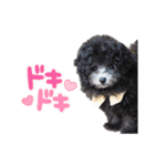 トイプードル にこちゃん＆ペコたん（個別スタンプ：11）