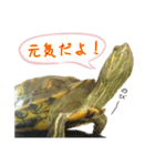 毎日元気！かめきちちゃん（個別スタンプ：1）