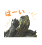 毎日元気！かめきちちゃん（個別スタンプ：6）
