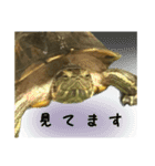 毎日元気！かめきちちゃん（個別スタンプ：11）